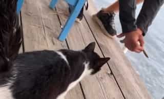 Man who kicked cat into the sea arrested, likely to face 10 years of imprisonment