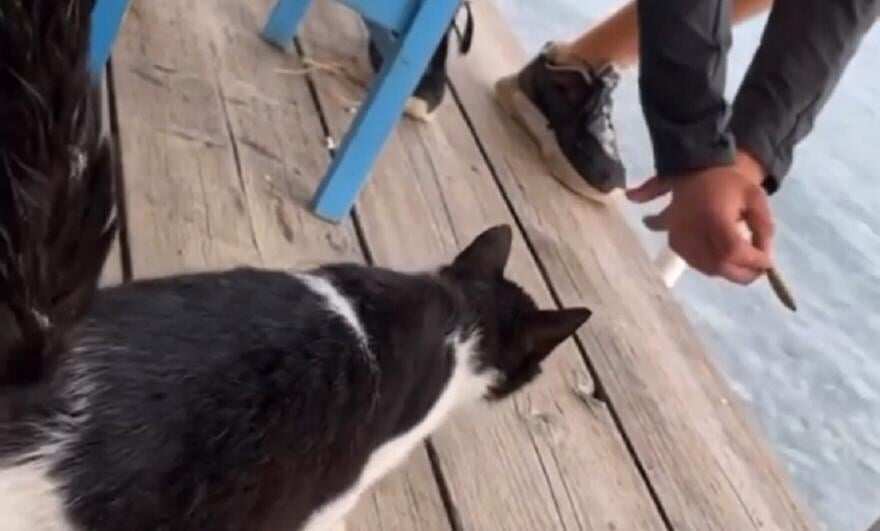 Man who kicked cat into the sea arrested, likely to face 10 years of imprisonment