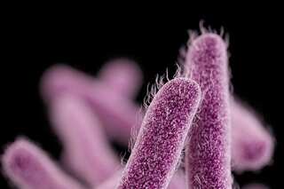 Shigella: Bacteria that killed an Indian girl after she ate shawarma in Kerala