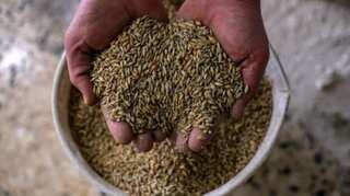 Nearly 25 million tonnes of grain stuck in Ukraine: UN food agency