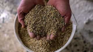 Nearly 25 million tonnes of grain stuck in Ukraine: UN food agency