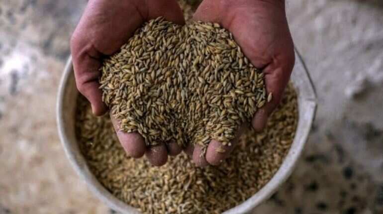 Nearly 25 million tonnes of grain stuck in Ukraine: UN food agency
