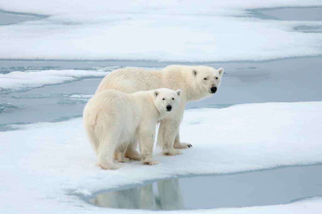 Receding ice poses threat to Polar Bears, Norwegian Polar institute raises alarm