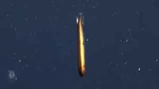 Catch a glimpse! Rare deep-sea fish found in Monterey Bay, US by experts