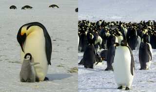 New satellite imagery shows previously unknown colonies of emperor penguins in Antarctica