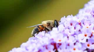 Number of flying insects fell by almost 60% in 20 years in UK, reveals survey, warns of consequences