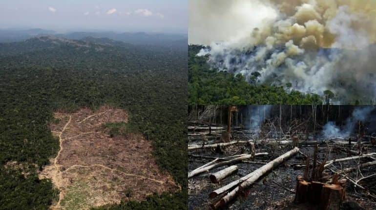 Alarming! Deforestation in Brazil’s Amazon hits new records, kicks off climate concerns