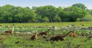 Did dinosaurs live in rainforests as shown in Jurassic Park films? No, because of this reason
