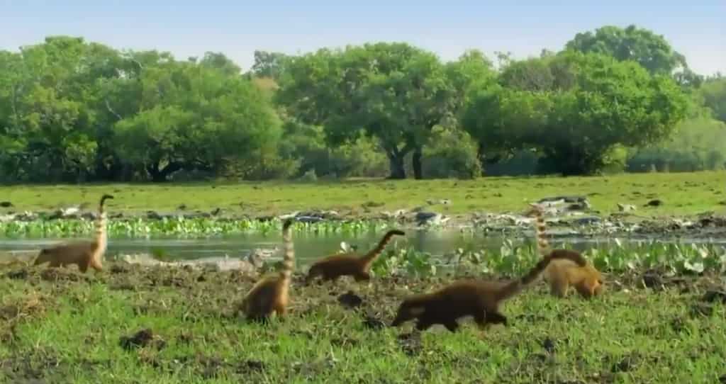 Did dinosaurs live in rainforests as shown in Jurassic Park films? No, because of this reason