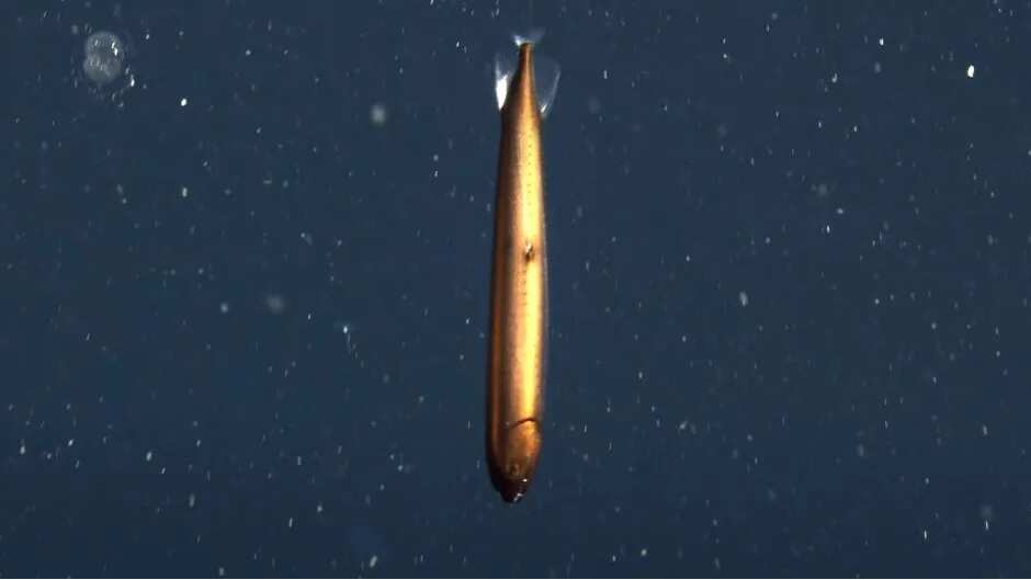 Scientists discover rare bronze deep-sea dragonfish 1000ft below ocean. See how it looks Scientists discover rare bronze deep-sea dragonfish 1000ft below ocean. See how it looks