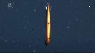 Scientists discover rare bronze deep-sea dragonfish 1000ft below ocean. See how it looks