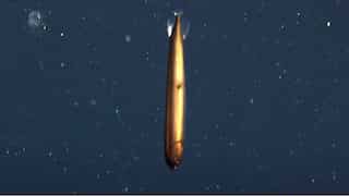 Scientists discover rare bronze deep-sea dragonfish 1000ft below ocean. See how it looks