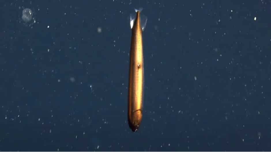 Scientists discover rare bronze deep-sea dragonfish 1000ft below ocean. See how it looks