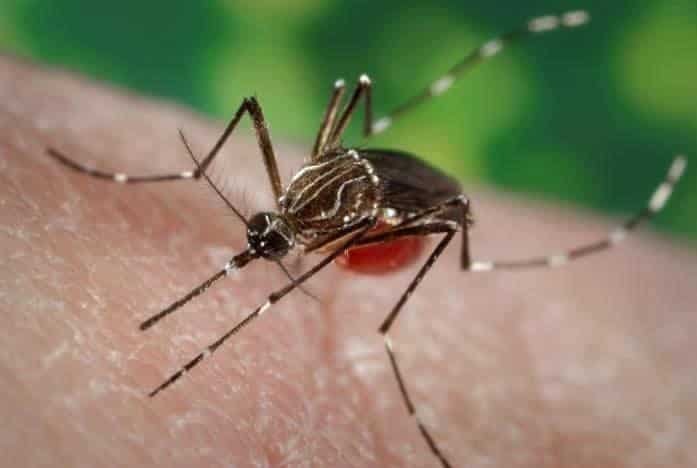 Scientists reveal why mosquitoes prefer human blood over other animals
