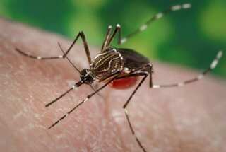 Scientists reveal why mosquitoes prefer human blood over other animals