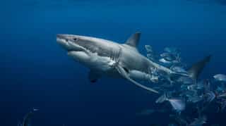 Great White Shark is king of the deep, but it is scared of this predator