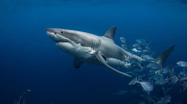 Warning! 453-kg great white shark 'Ironbound' sighted off coast of New Jersey in US