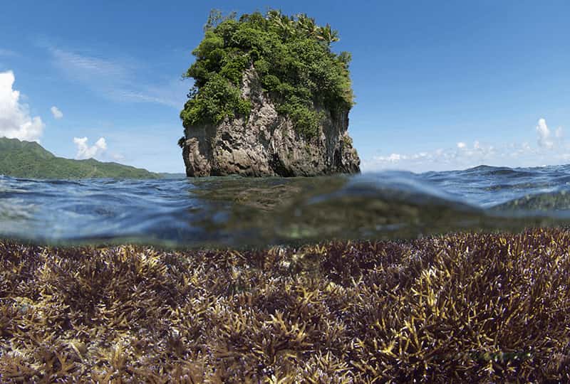 Coral Morphologic promotes marine protection using art
