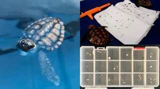 Rescued turtle hatchlings excrete plastic in South African aquarium  