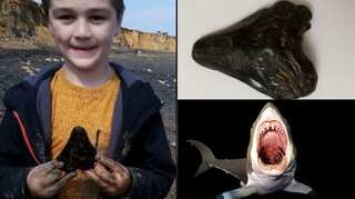 6-year-old boy looks for shells with father on UK beach, discovers rare megalodon tooth