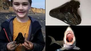 6-year-old boy looks for shells with father on UK beach, discovers rare megalodon tooth