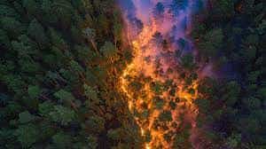 Putin tells local authorities to do better on fighting Siberian fires