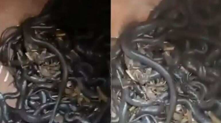 Watch | Over 100 cobra snakes were found in mud vessel in Indian village