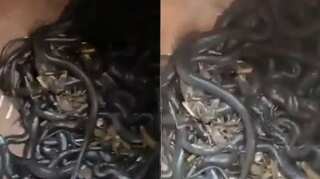 Watch | Over 100 cobra snakes were found in mud vessel in Indian village