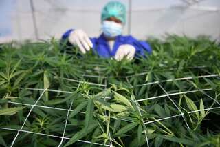 Thailand plans to distribute 1 million cannabis trees to people to promote it as 'household crop'