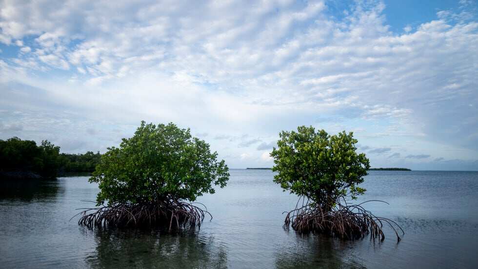 Puerto Rico illegal construction: Mangrove Forests under threat