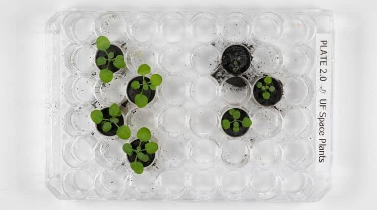 Astonishing discovery! Not just Earth, Moon’s soil fertile enough to grow plants successfully