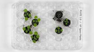 Astonishing discovery! Not just Earth, Moon’s soil fertile enough to grow plants successfully