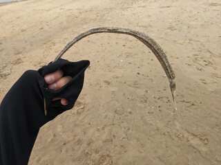 Mysterious sea creature found ashore in Ireland, sparks interesting theories in social media