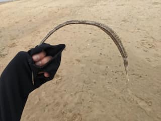 Mysterious sea creature found ashore in Ireland, sparks interesting theories in social media