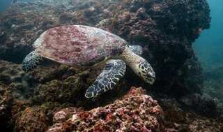 Study says climate change, water sports posing threat to sea turtles