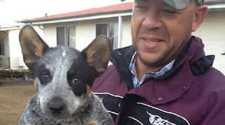 Andrew Symonds' dogs survived fatal car crash, refused to leave his side after death