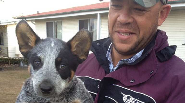 Andrew Symonds' dogs survived fatal car crash, refused to leave his side after death