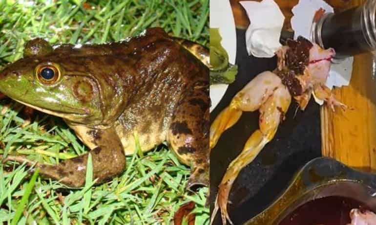 Dead frog jumps out of a hot oil leaving all customers in shock! Dead frog jumps out of a hot oil leaving all customers in shock!