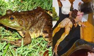 Dead frog jumps out of a hot oil leaving all customers in shock!