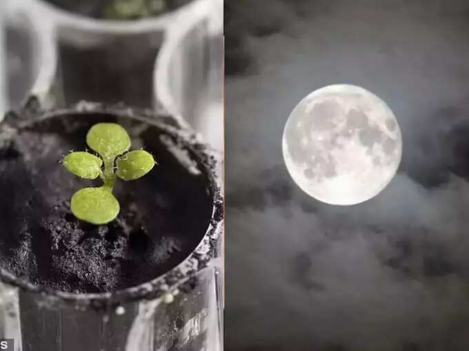 Farming on the moon now possible? Scientists grow plants in lunar soil