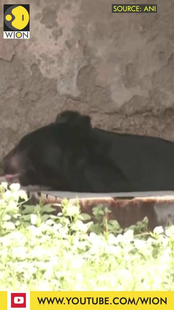 India: Special arrangements for animals at Delhi Zoo amid heatwave