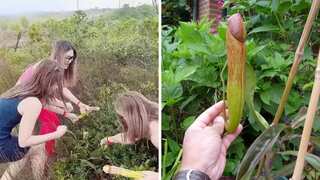 Stop plucking ‘penis plant’, says Cambodian govt after video of women posing with flower goes viral