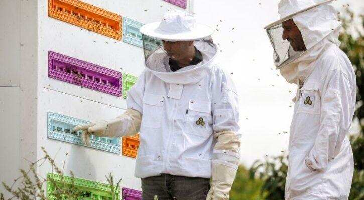 Israel: Start-Up creates robotic beehives to prevent collapse of colonies