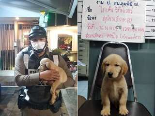 Believe it or not, Bangkok Police charge this cute little puppy with 'getting lost'