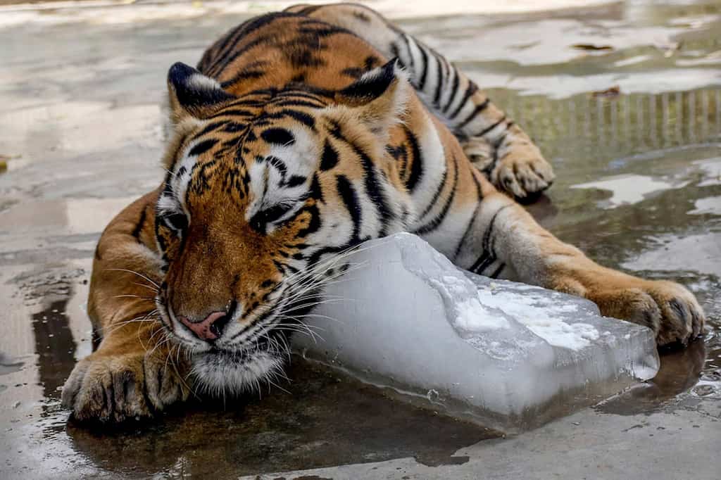 Heat wave in South Asia: Icy treat at Pakistan Zoo helps animals to stay cool