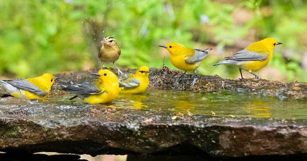 Global Bird populations declining due to climate change
