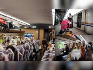 Dogs enjoy day-trip on Japan's bullet train
