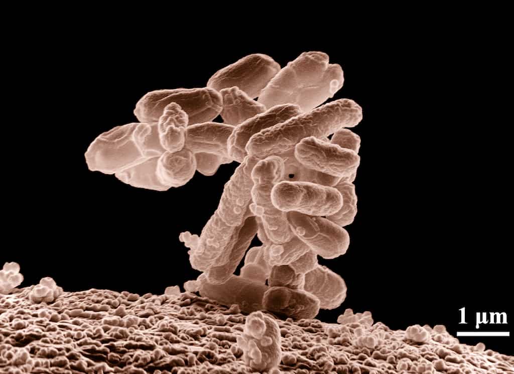 Key to study ancient life: Scientists find potentially alive 830-million-year-old microorganisms