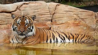 Tigers are mysteriously disappearing from one of India’s most important national parks
