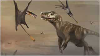 'Dragon of Death': This scary flying dinosaur comes, and boom you're dead